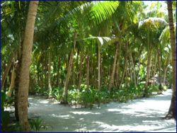 Palm-fringed paths