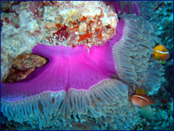 Clownfish on anemone