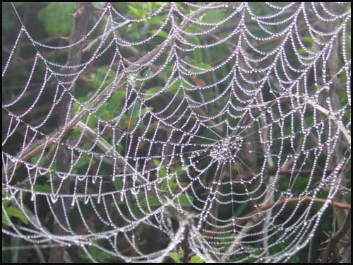 Spiders web in Pembroke