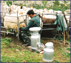 Milking sheep below Refuge Pombie