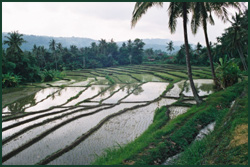 Paddy fields in Bali